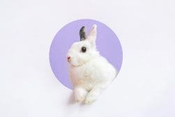 A white rabbit with one black ear and black eyes is shown peeking through a circular cutout against a light purple background.