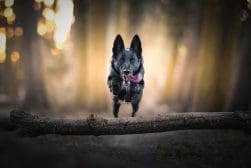 A black dog mid-air jumping over a log in a forest with blurred background. The dog has its tongue out and ears pointed up.