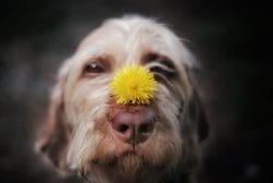 A close-up of a dog with a yellow dandelion flower resting on its nose.