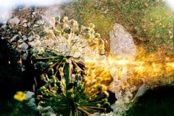 Abstract image of plants and rocks overlaid with yellow, light streaks.