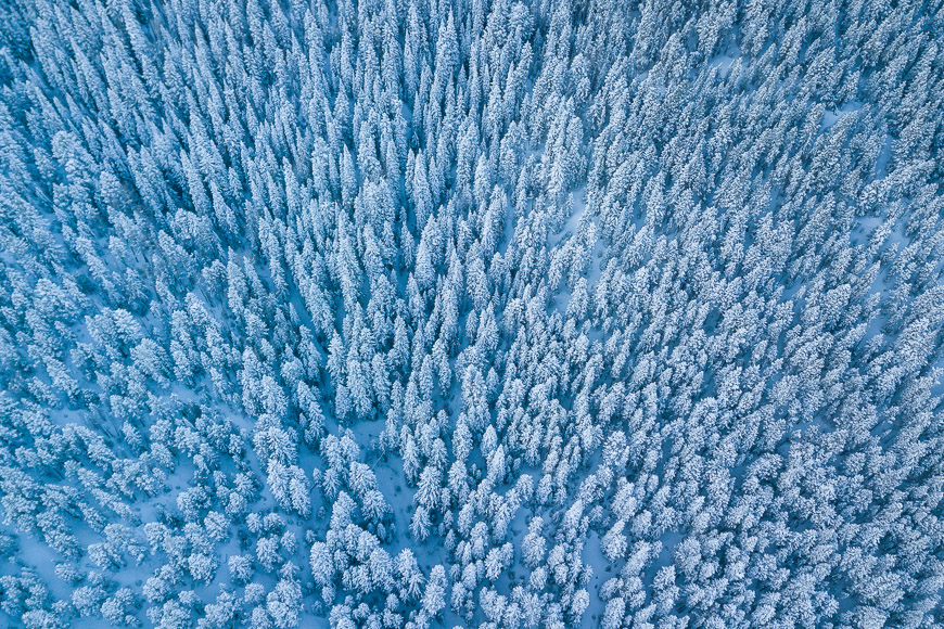 Aerial view of a dense forest of snow-covered evergreen trees during winter.