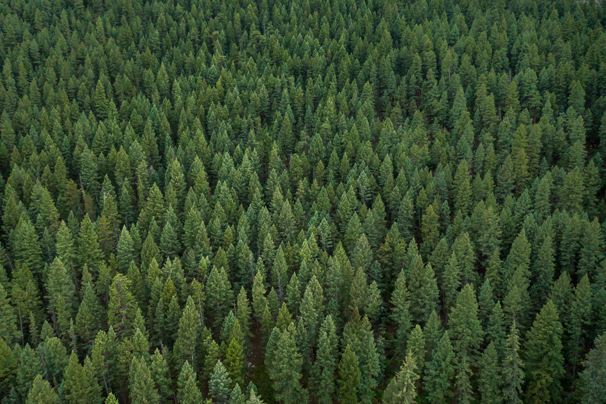 Aerial view of a dense forest filled with many green trees, extending as far as the eye can see.
